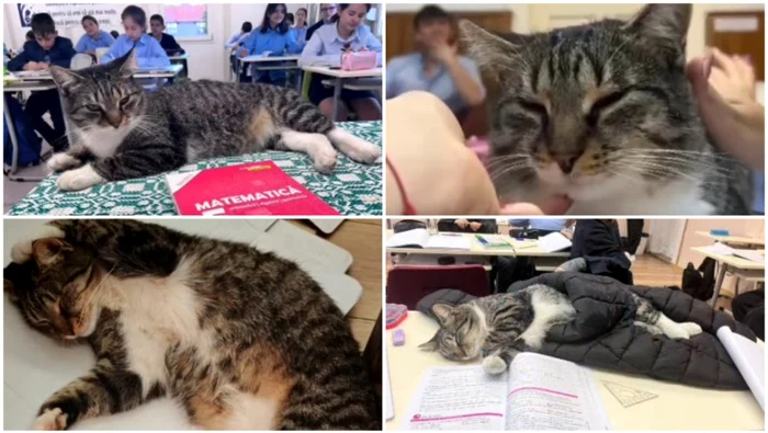 Motanul care a cucerit inimile elevilor și profesorilor.