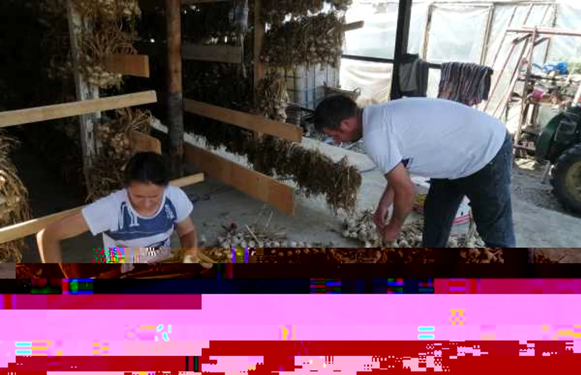 Cultivatori de usturoi la Copălău FOTO Cosmin Zamfirache