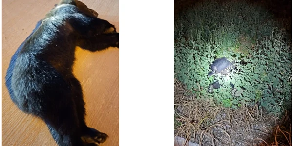 Urs capturat în Ploiești. FOTO news.ro