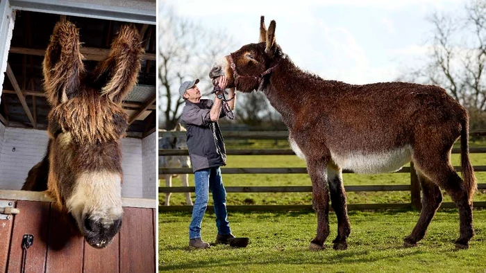 Expl. foto: Derrick are o înălțime de 167 cm, măsurat de la copite până la greabăn