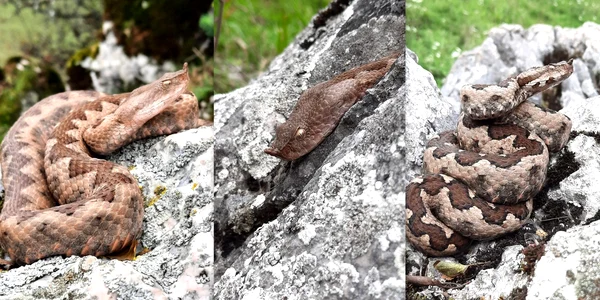 Viperă cu corn  Foto Bogdan Luț, Parcul Natural Grădiștea Muncelului Cioclovina jpg