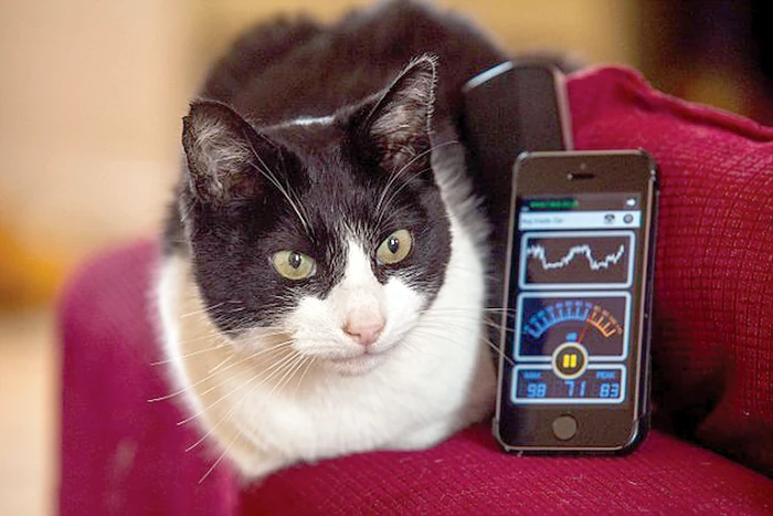 
    Merlin a primit titlul  de cel mai zgomotos  motan din lume  