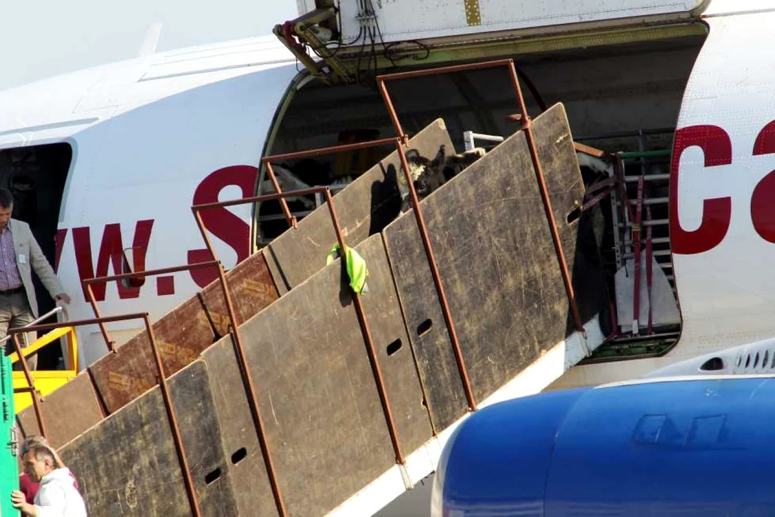 Transport vaci cu avionul