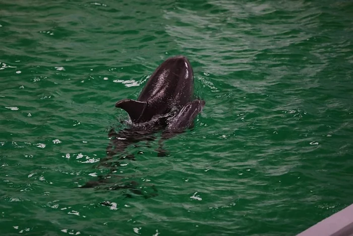 Primul pui de delfin venit pe lume in captivitate in România FOTO Delfinariul Constanța