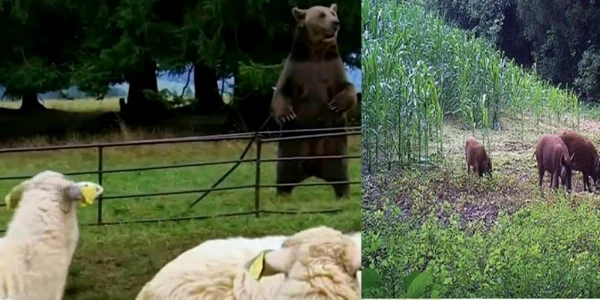 Animale