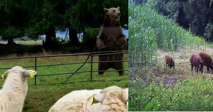 Invazie de animale sălbatice, Foto: Adevărul