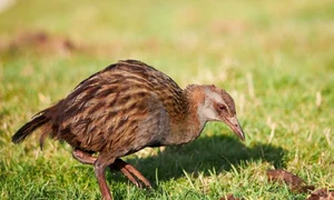 weka pasare jpeg