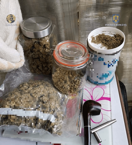 Peste 170 de kilograme de masă verde de canabis, descoperite la Timișoara și Pietroasa