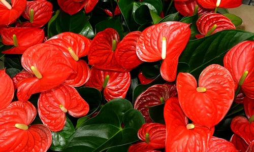 1 74496 original jpg jpeg