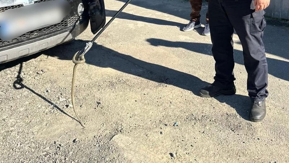 Locul neobișnuit dintr-o mașină unde se ascundea un șarpe. Jandarmii l-au capturat și i-au dat drumul în natură