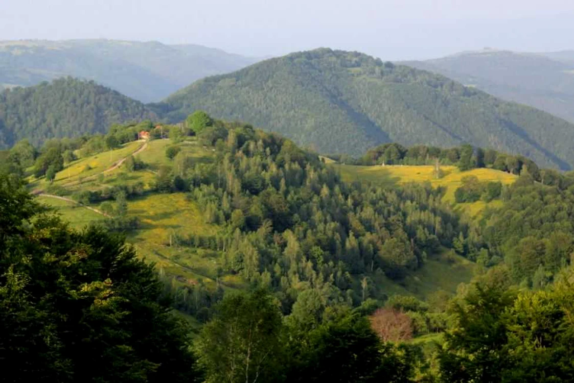 Direcţia Silvică mai are nevoie de 400 de hectare de pădure pentru a scăpa de executarea silită. foto arhiva Adevarul