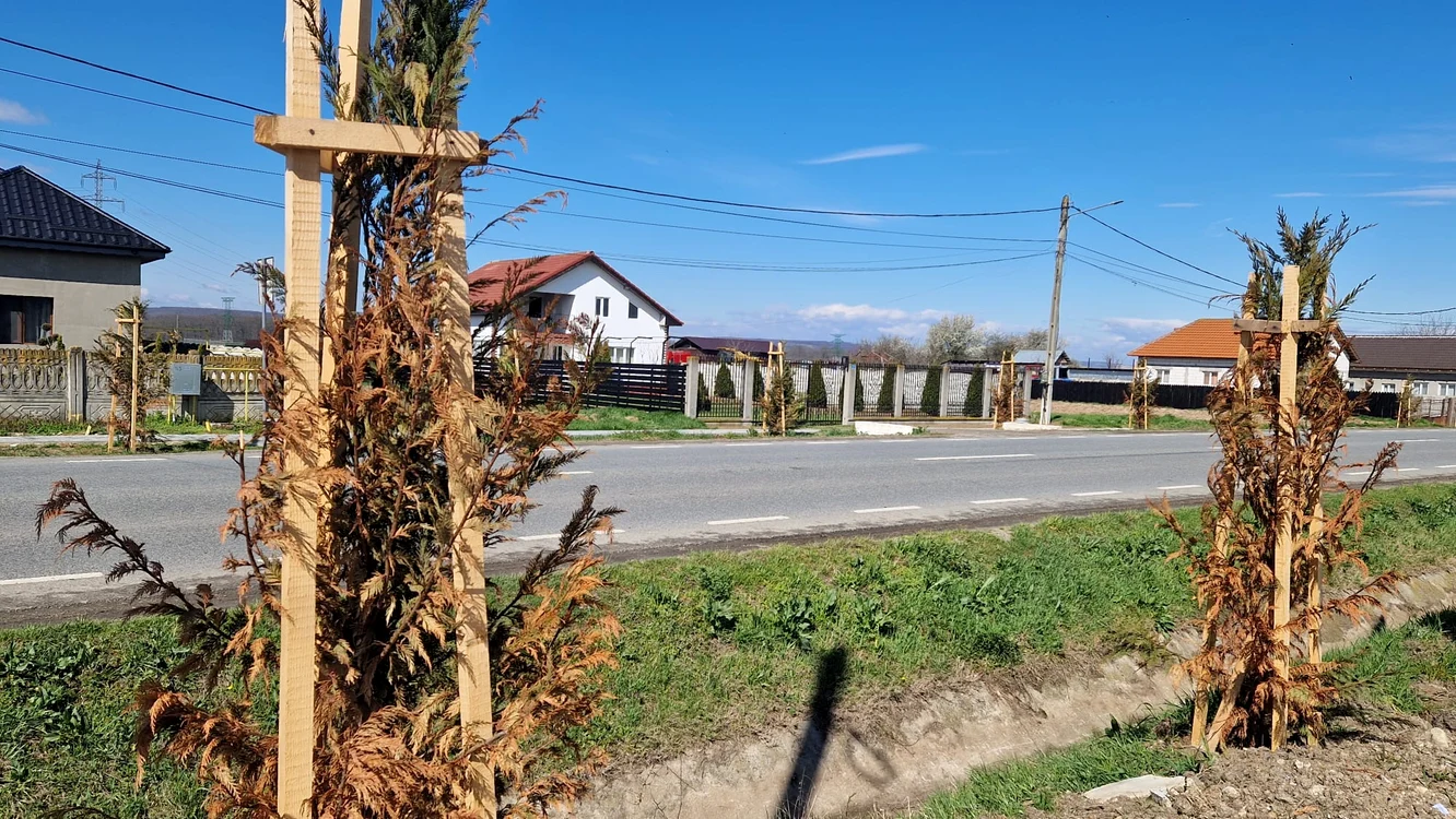 Aproape toți arbori din specia tuia plantați în comuna Țânțăreni s-au uscat Foto: Alin Ion