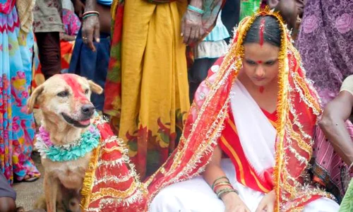 indian girl marries dog jpeg