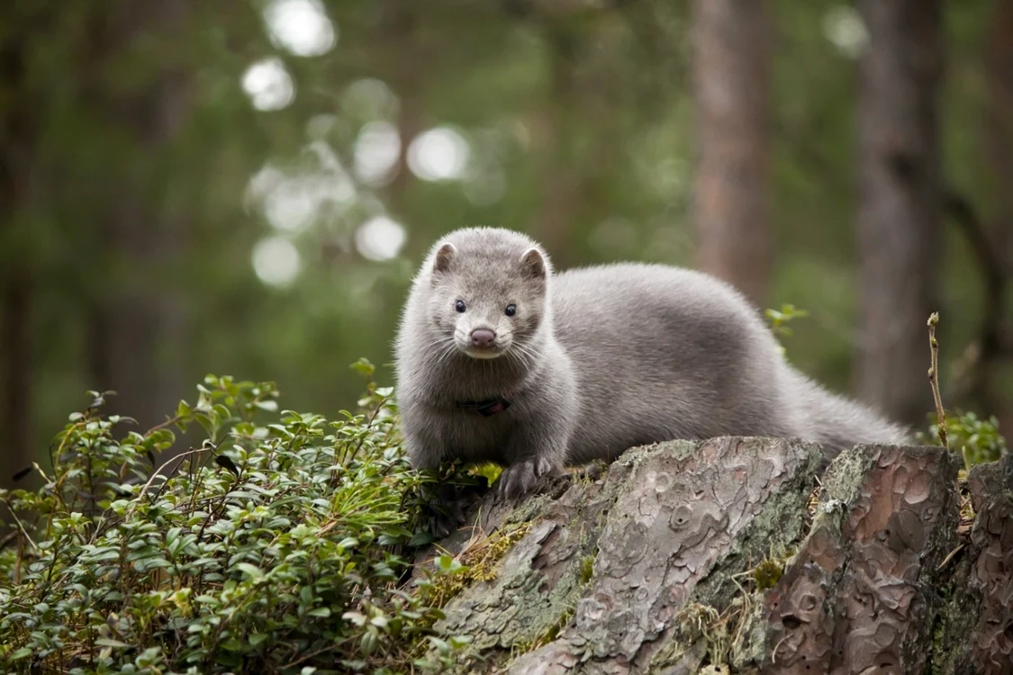 Nurca, FOTO Shutterstock