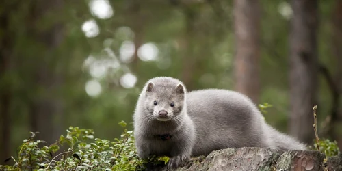 nurca foto shutterstock