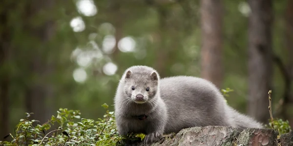 nurca foto shutterstock