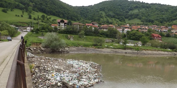 mii de peturi pe dunare la orsova FOTO Corina Macavei 