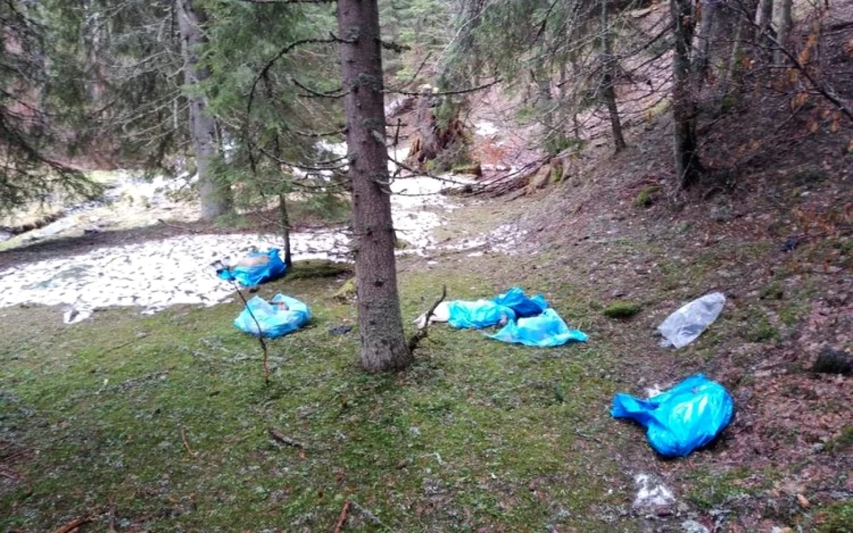 Cadavreme câinilor, aruncate în pădure. Foto: Angella Dumitraşcu.