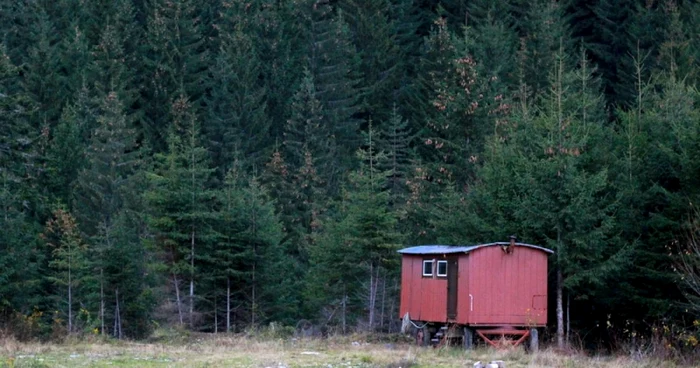 Pădure din Retezat. FOTO: Daniel Guţă. ADEVĂRUL.