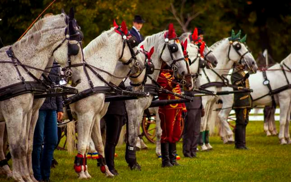 Karpatia Horse Show 