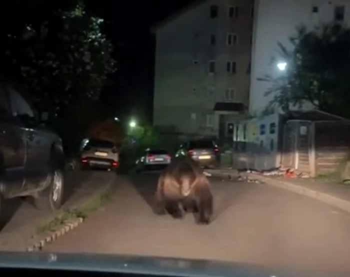 Ursul a fost filmat de o cameră de bord FOTO Captură video