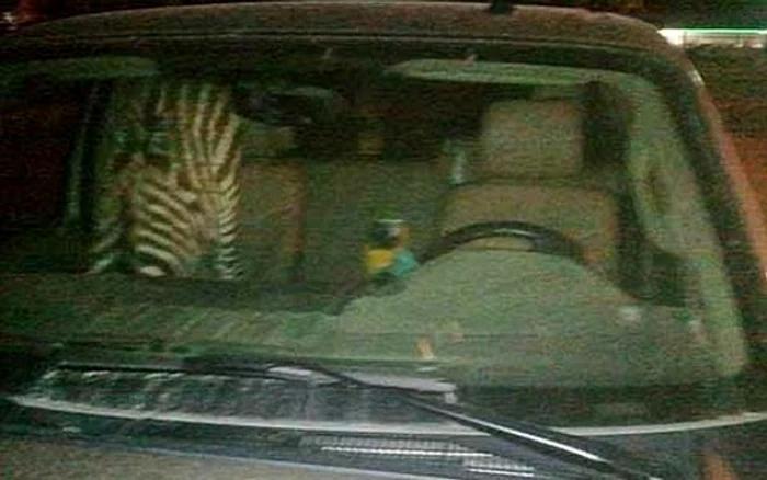 Bărbatul transporta o zebră şi un papagal
