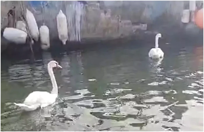 Lebăda ar fi fost mâncată de un român fără adăpost / foto: Il Nuovo