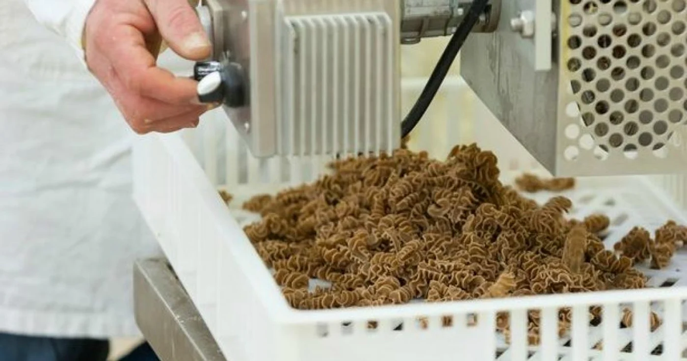 paste insecte
