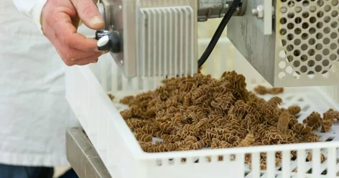 paste insecte