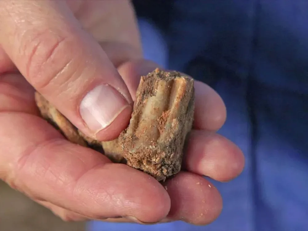 Un dinte străvechi de cerb descoperit în peșteră (© Emil Aladjem / Israel Antiquities Authority)