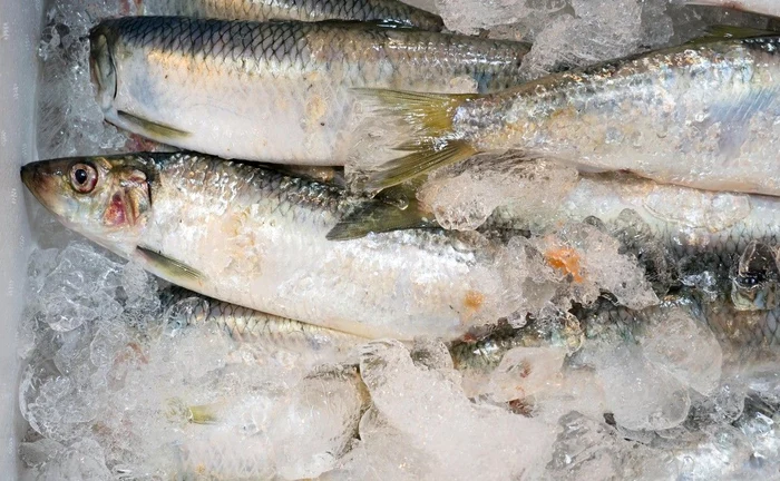 Peștele congelat, sub lupa analizelor.