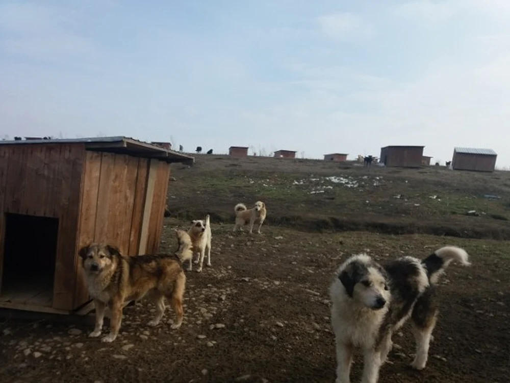 În adăpostul de câini de la Nicolae Bălcescu trăiau peste 3 mii de câini în 2018 FOTO M.A.
