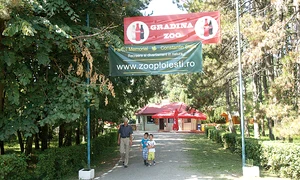 Speedy a fost  sfâşiat de maidanezi jpeg
