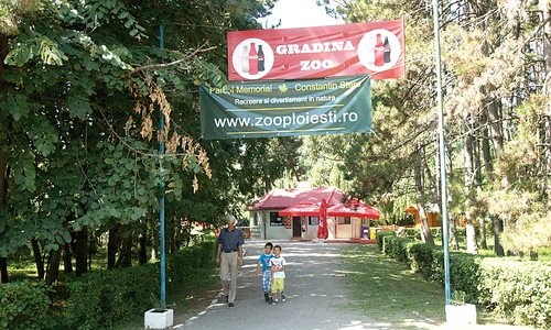 Speedy a fost  sfâşiat de maidanezi jpeg