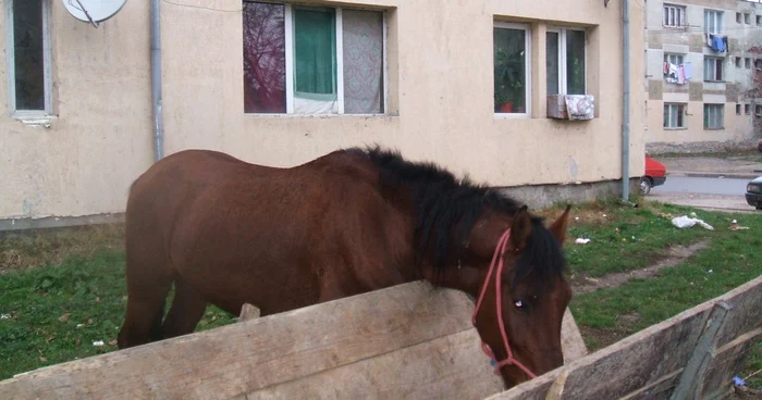 Bărbatul a căzut sub roţile căruţei care a trecut peste el