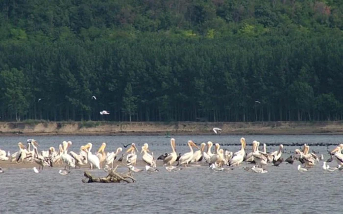 calarasi lacul iezer loc de iernare pentru pasari FOTO sor.ro