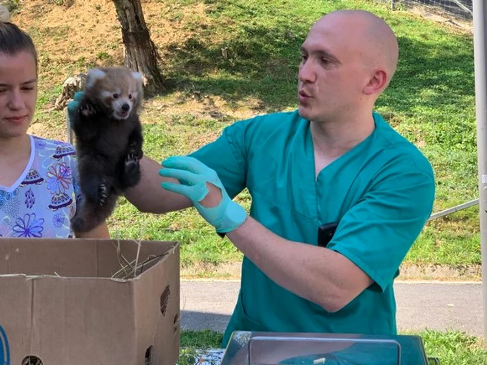 
    Doi pui de panda roşu s-au născut la Grădina Zoologică BraşovFOTO Primăria Municipiului Braşov  