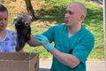 panda rosu 2 jpeg