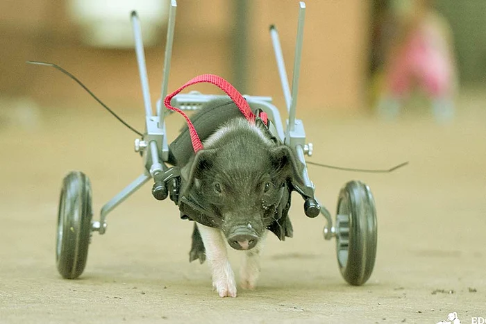 O iubeşte la nebunie pe îngrijitoarea  care l-a salvat (Fotografii: photoland/wenn)