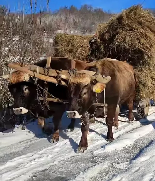 Boii erau preferați de țăranul român în trecut  FOTO captură video