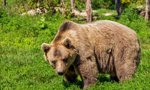 bear 422682 1920 jpeg