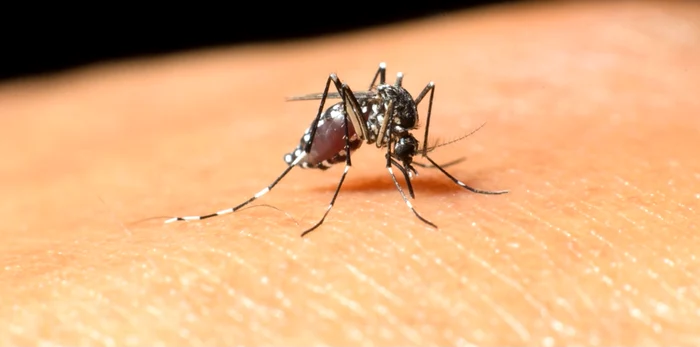 
    Infecția cu virusul West Nile este transmisă de țânțariFoto: Shutterstock  