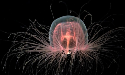 1 immortal jellyfish shutterstock 1199825740 jpg jpeg