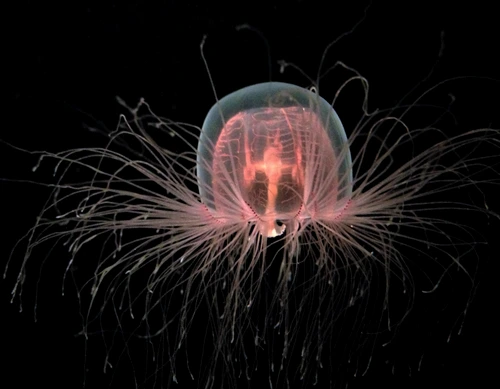 1 immortal jellyfish shutterstock 1199825740 jpg jpeg