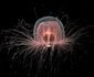 1 immortal jellyfish shutterstock 1199825740 jpg jpeg