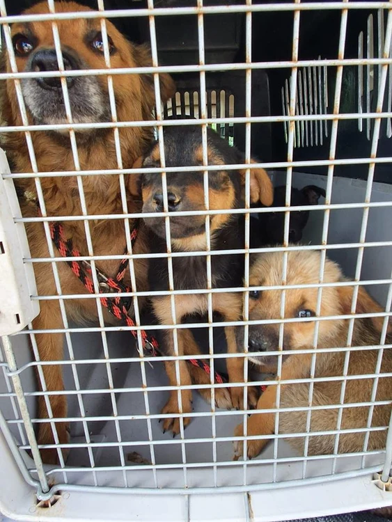 Mama și frații lui Max au fost duși la un adăpost și așteaptă să fie adoptați