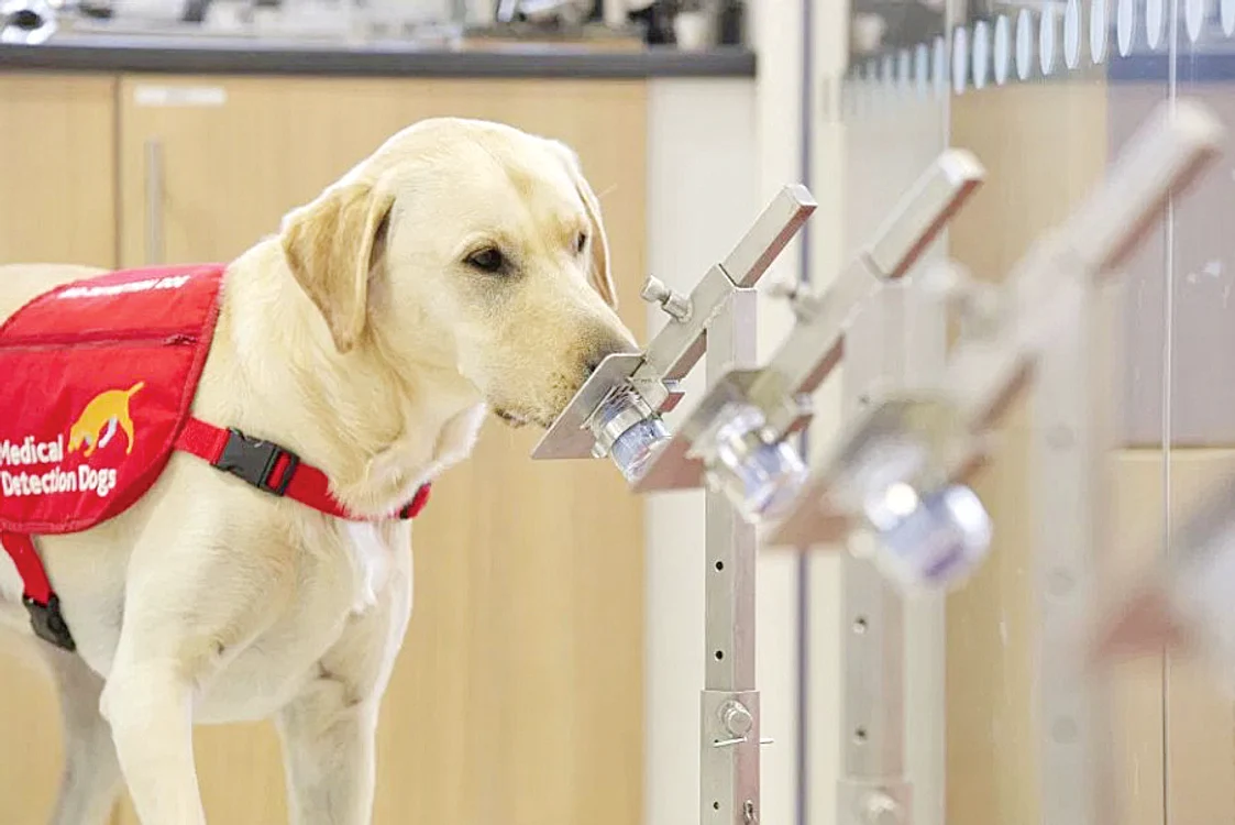 Storm, un Golden Retriever, de 4 ani, este maestru  în mirosirea  noului  coronavirus