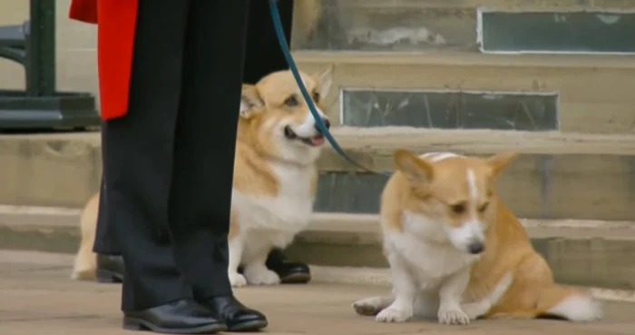 muick sandy corgi regina elisabeta inmormantare windsor sursa captura youtube jpg