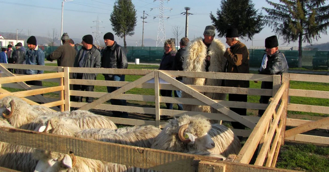 Băla de Bistriţa a fost vedeta Târgului de ovine din Heidenfeld