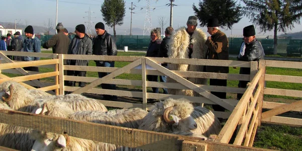 Băla de Bistriţa a fost vedeta Târgului de ovine din Heidenfeld